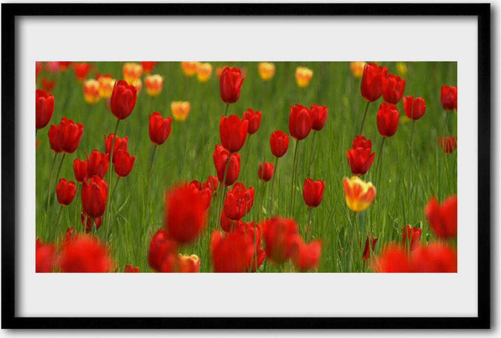 Bild 60x40 MDF-Rahmen Wandkunst Pflanze Tulpen
