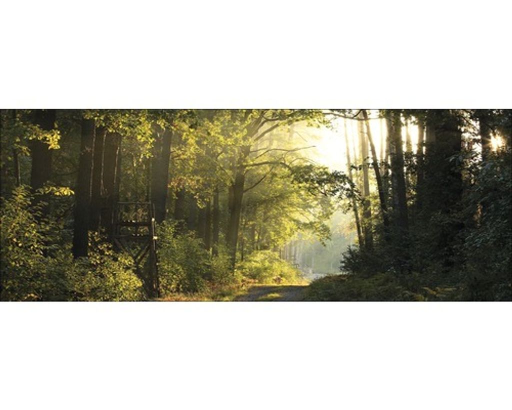 Glasbild Forest Feeling II 80x30 cm