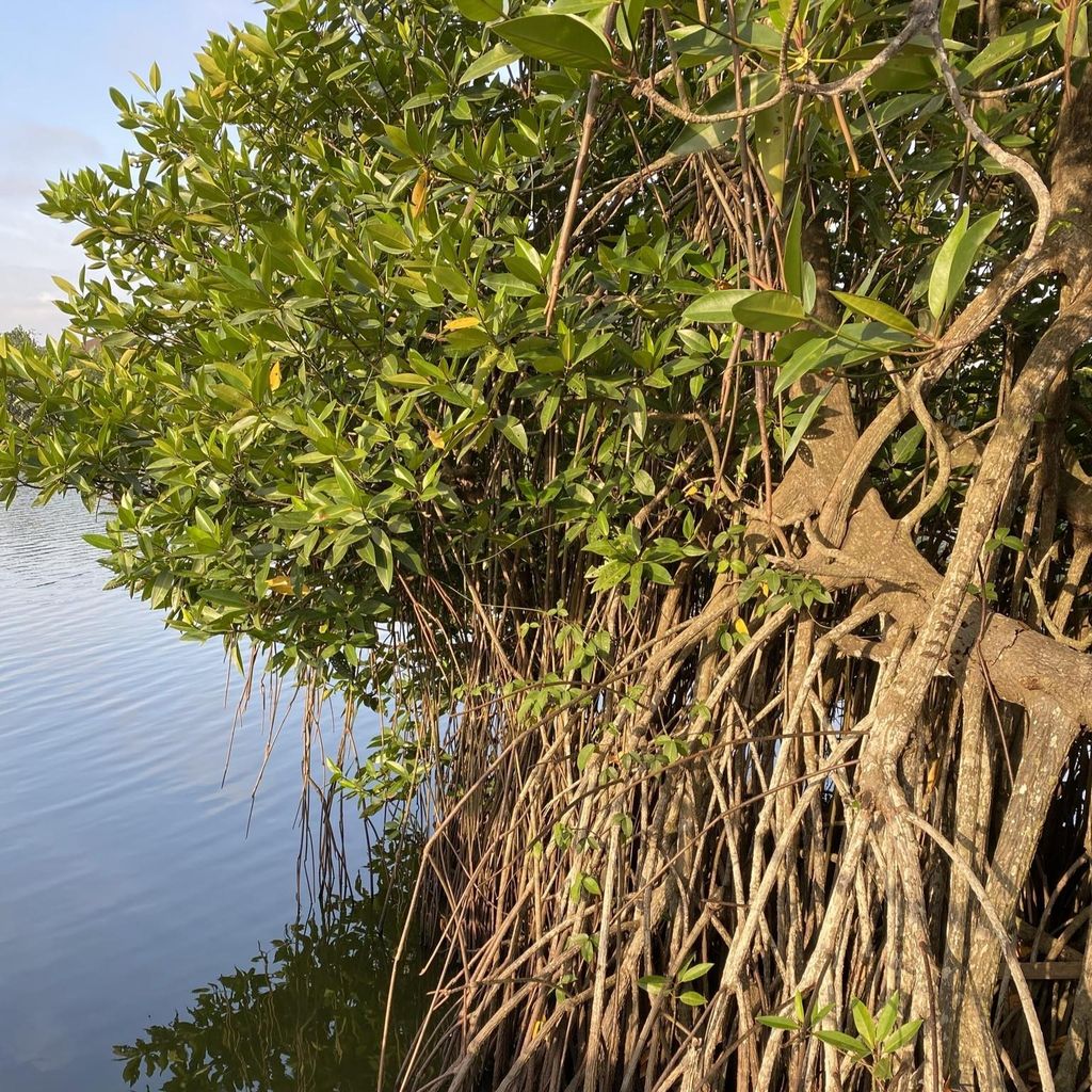 Stelzenmangrove (Rhizophora apiculata) - 1 Samen Produktbild 