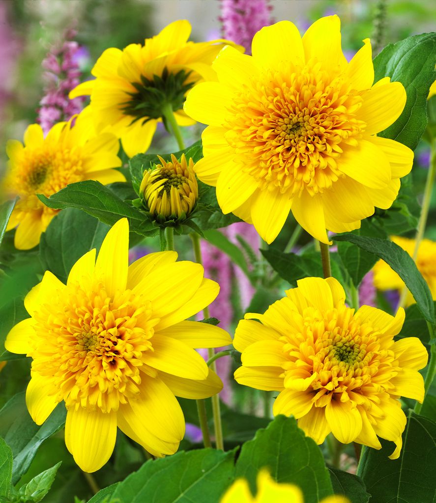 BALDUR Garten 1x Winterharte gefüllte Sonnenblume Happy Days, Pflanze im 9x9 cm-Topf, winterharte Staude, mehrjährig, für Standort in der Sonne ...