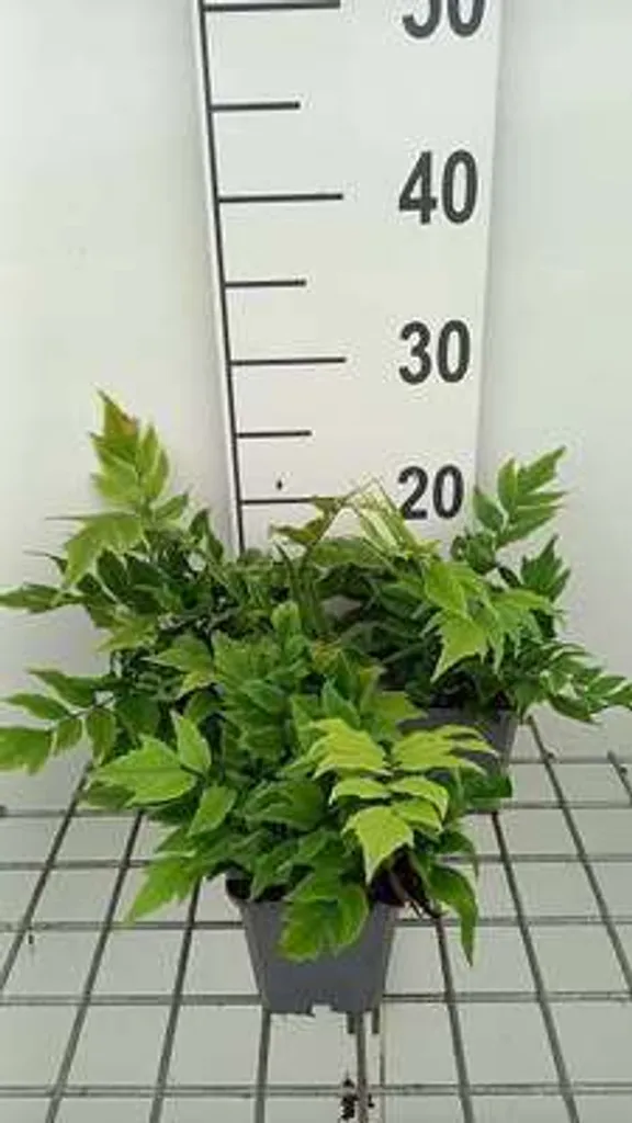 Lot de 6 Fougères à bouclier Clivicola - Plantes de sous-bois en pot 9cm