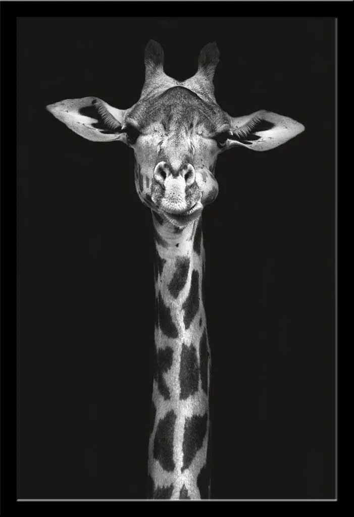 Poster Girafe Cadre Amovible Shinsuke® avec Vitre Acrylique Légère