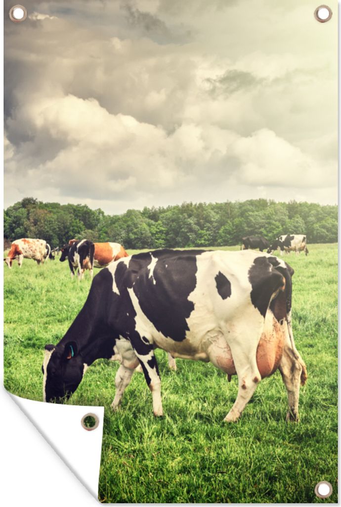 MuchoWow 60x90 cm Outdoor-Poster Gartendeko Sichtschutz Garten Poster für den Garten Kühe - Weide - Natur - Tiere - Landschaft