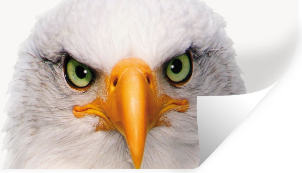 MuchoWow Wandtattoo Wandsticker Wandaufkleber Jungen - Adler - Amerikanischer Weißkopfseeadler - Vogel - Porträt - Schnabel - Augen 40x20 cm Se...