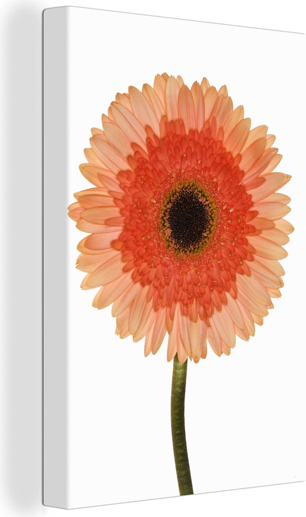 OneMillionCanvasses - Leinwandbilder - 90x140 cm, Nahaufnahme einer orangefarbenen Gebera-Blüte, Wandbilder Kunstdruck Wanddekoration - Foto auf...