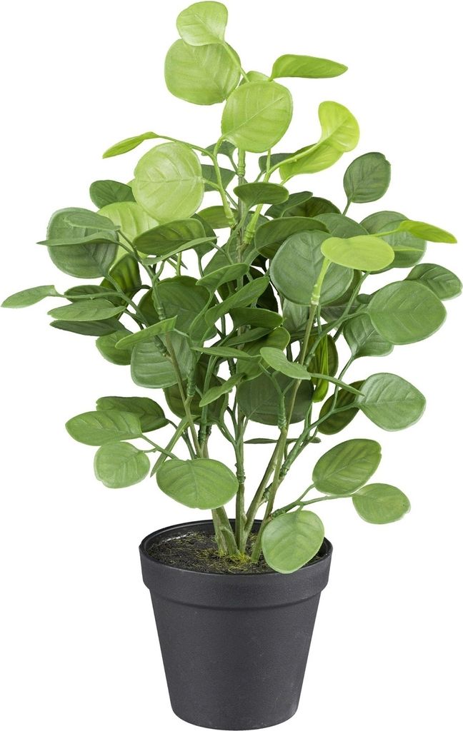 Kunstpflanze Eukalyptus - Grün - H 38 cm - schwarzer Produktbild 