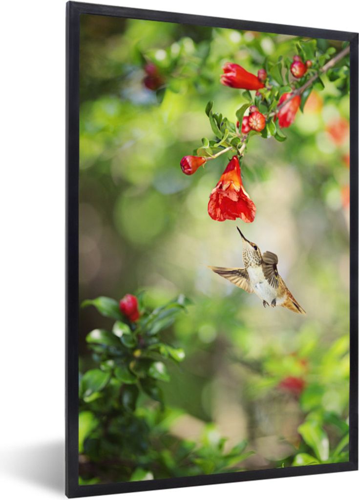 MuchoWow Gerahmtes Poster Vogel - Kolibri - Rot - Grün 20x30 cm - Poster mit Schwarzem Bilderrahmen Wandposter Rahmen Foto Bilder - Drucken - Bi...
