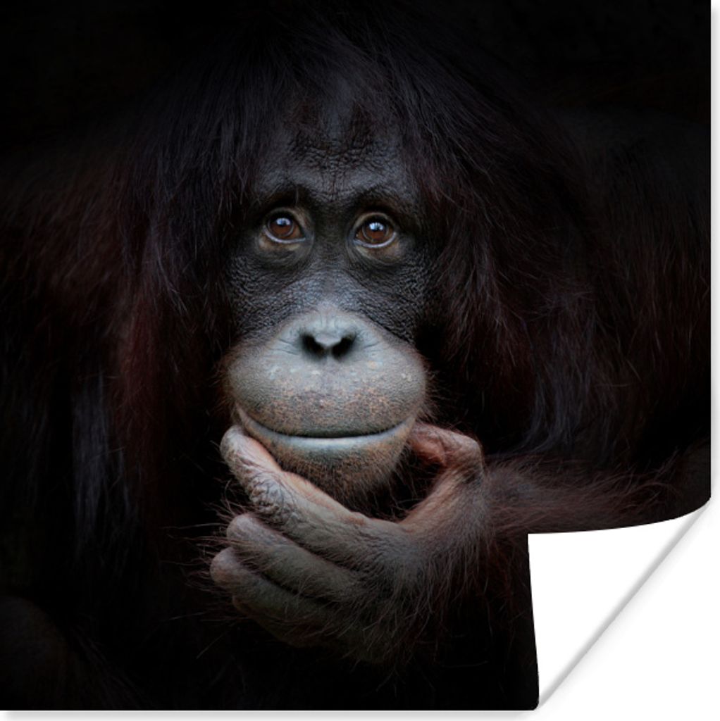 MuchoWow Poster Uerang-utan - Affe - Porträt - Tiere 75x75 cm - Wand Dekoration