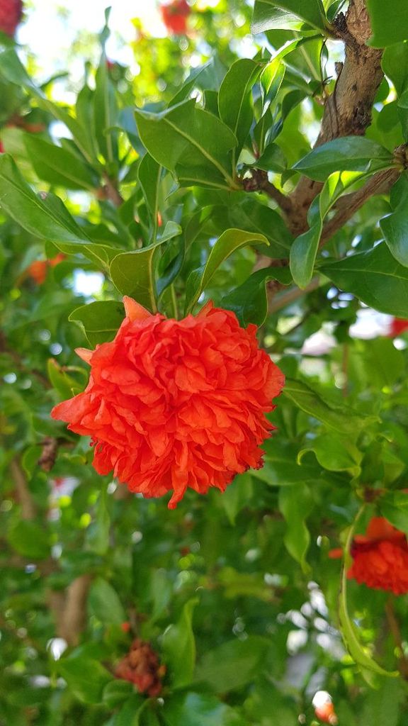 Punica granatum 'Pleniflora' / Grand grenadier à fleurs Image du produit 