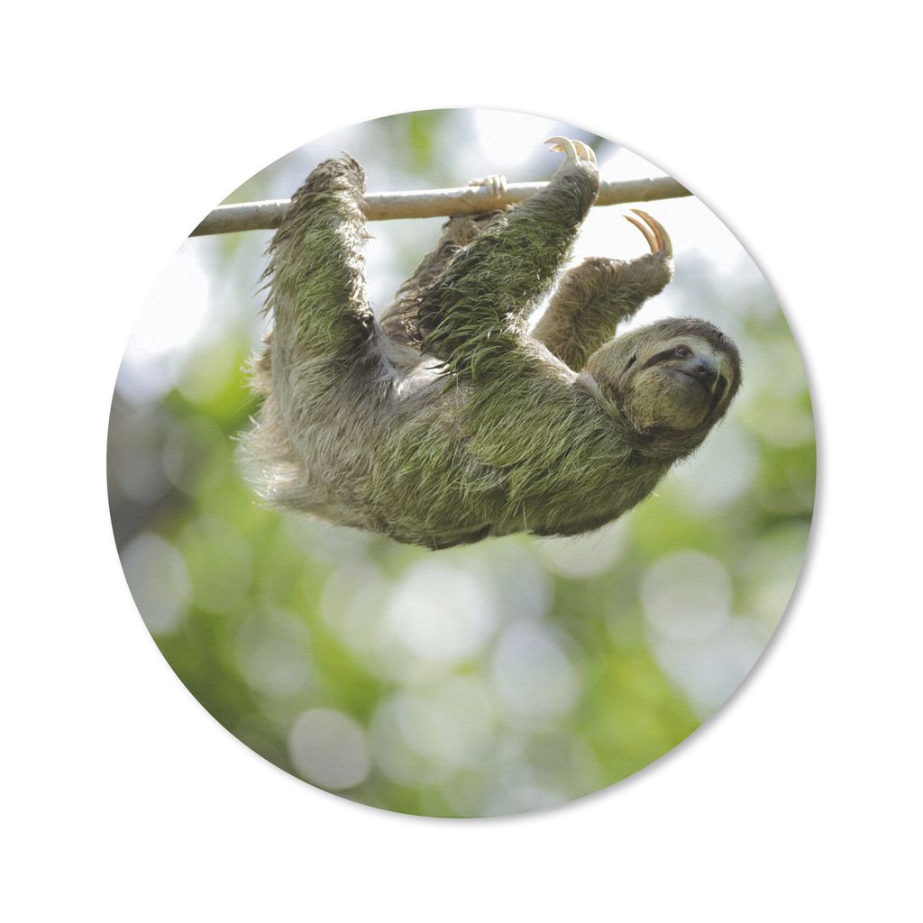 MuchoWow Mauspad Mousepad Ein Faultier hängt in den Bäumen 50x50 cm - Mousepads - Maus Mat - Pad - Mausunterlage - Vinyl