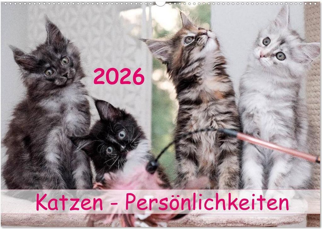 Katzen Persönlichkeiten 2026 (Wandkalender 2026 DIN A2 quer), CALVENDO Monatskalender