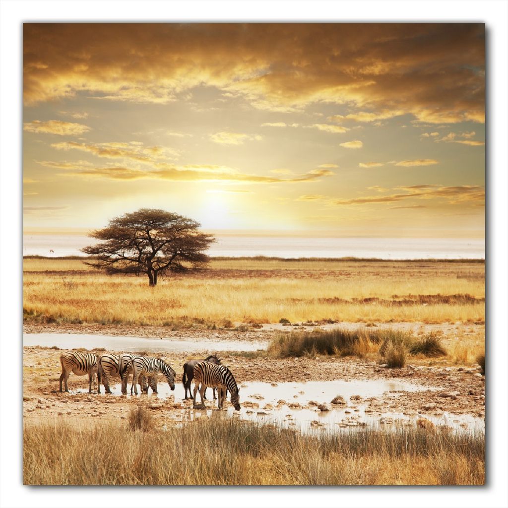 Wallario selbstklebende Möbelfolie/ Tischdecke für Innen und Außen, Größe: 70 x 70 cm - Safari in Afrika eine Herde Zebras am Wasser