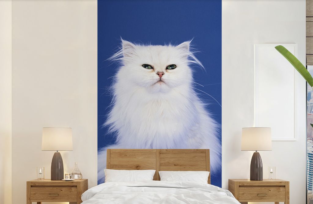 MuchoWow Fototapete für Wohnzimmer oder Schlafzimmer Wandtapete Vinyl Motivtapete Weiße Perserkatze mit blauem Hintergrund - 120x240 cm - Hinte...