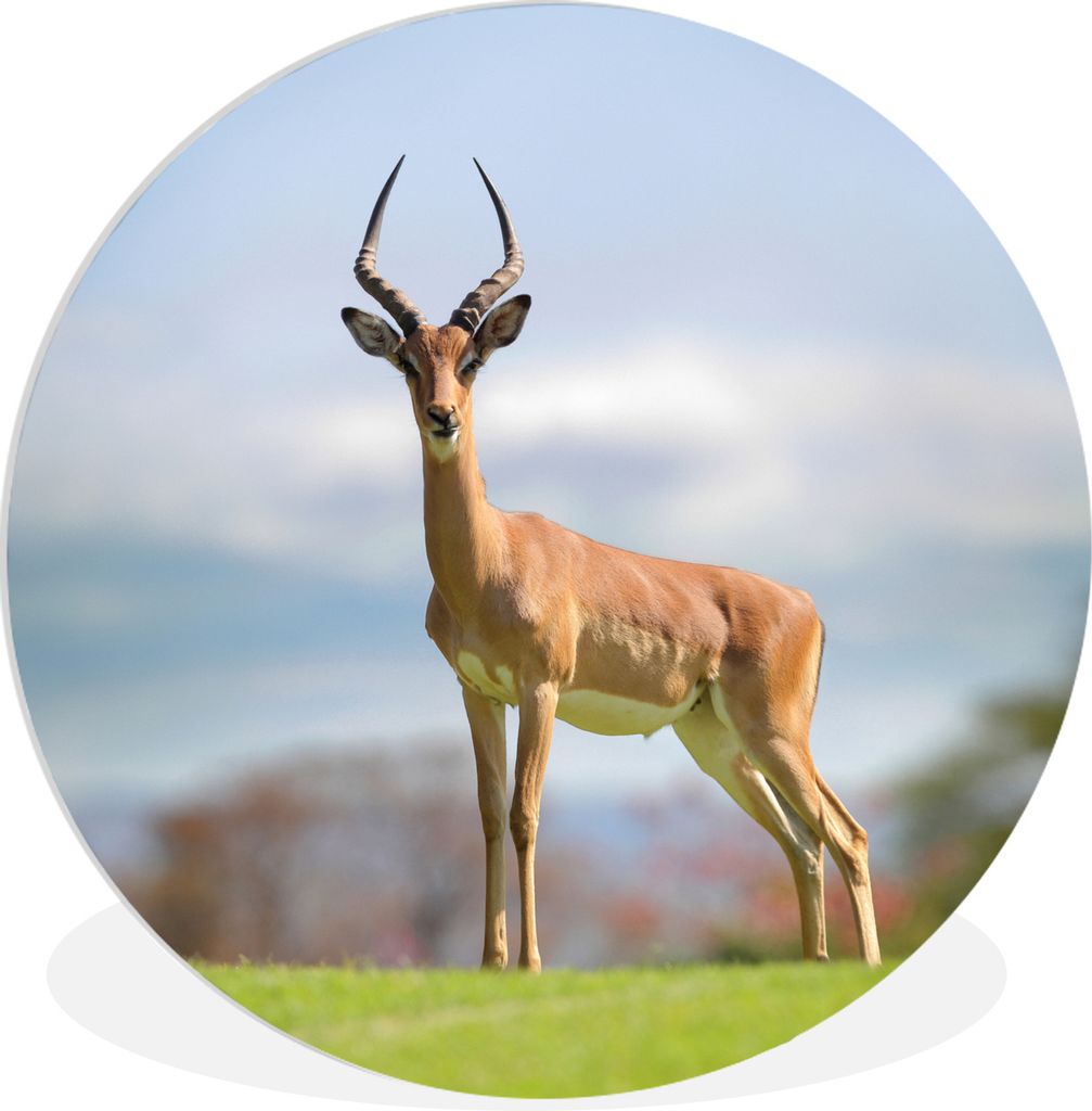 MuchoWow Rundes Wandbild - Runde Bilder Gazelle - Grün - Gras Ø 90 cm Kreis Wanddekoration Kunststoff - Wandkreis - Wandschmuck - Wand-Kreis - ...