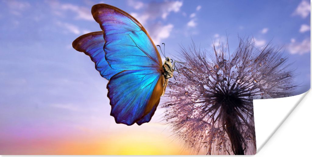 MuchoWow Poster Schmetterling - Sonnenuntergang - Löwenzahn - Blau 80x40 cm - Wanddeko