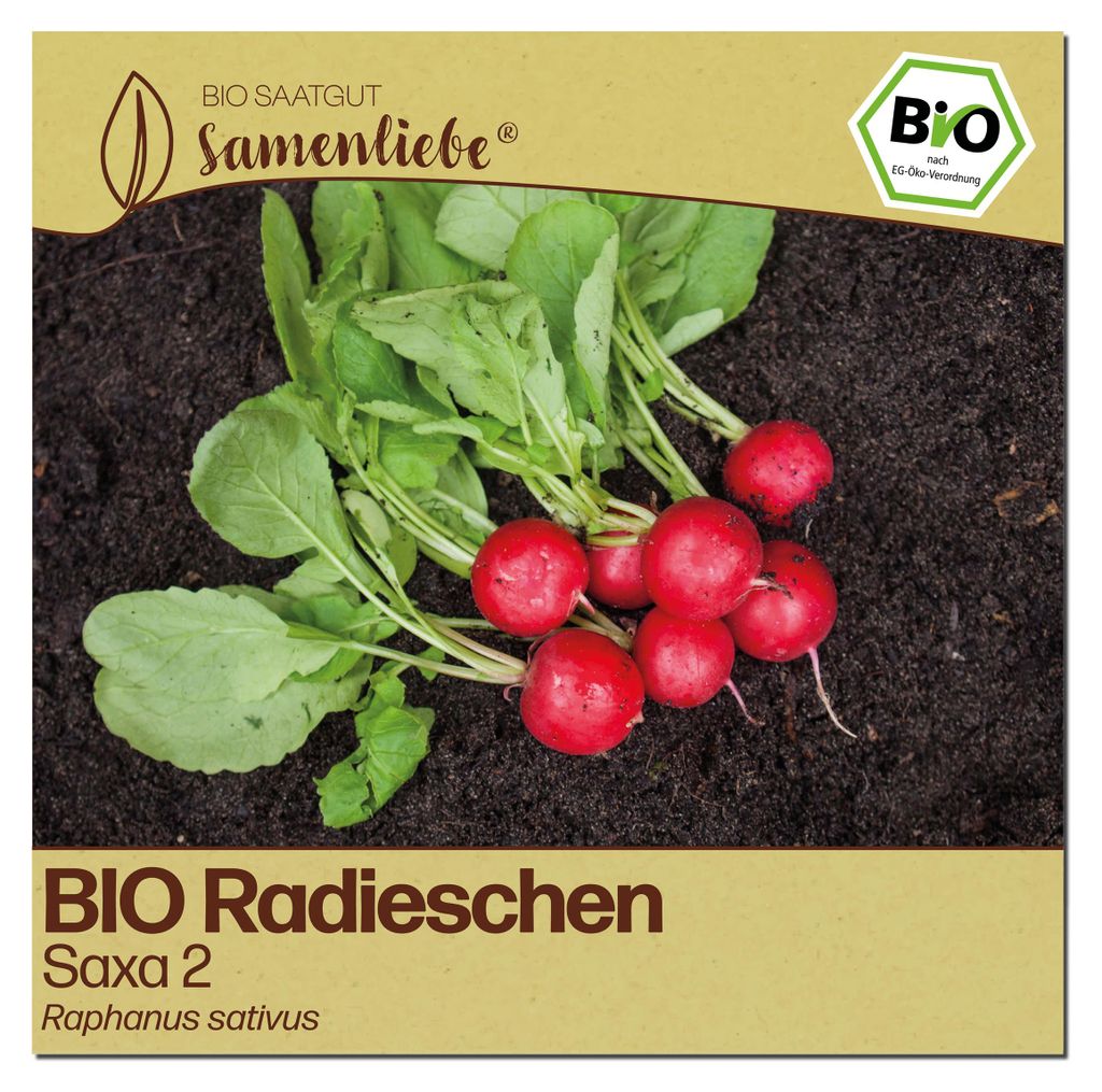 Samenliebe  Radieschen Samen | Saxa 2 - mild & rund - Produktbild 