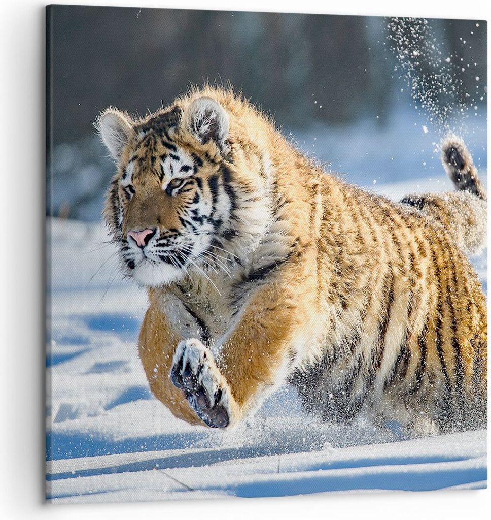 Bild auf Leinwand - Leinwandbild - tiger tier - 50x50cm - Wand Bild - Wanddeko - Wandbilder - Leinwanddruck - Bilder - Kunstdruck - Wanddekoration ...