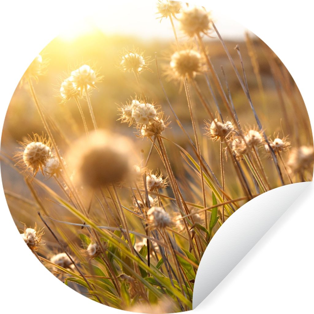 MuchoWow Runde Wandtattoo - Wandsticker Tapete Aufkleber Pflanzen - Natur - Blumen - Sonne - Horizont Ø 80 cm Selbstklebend und Repositionierbar...