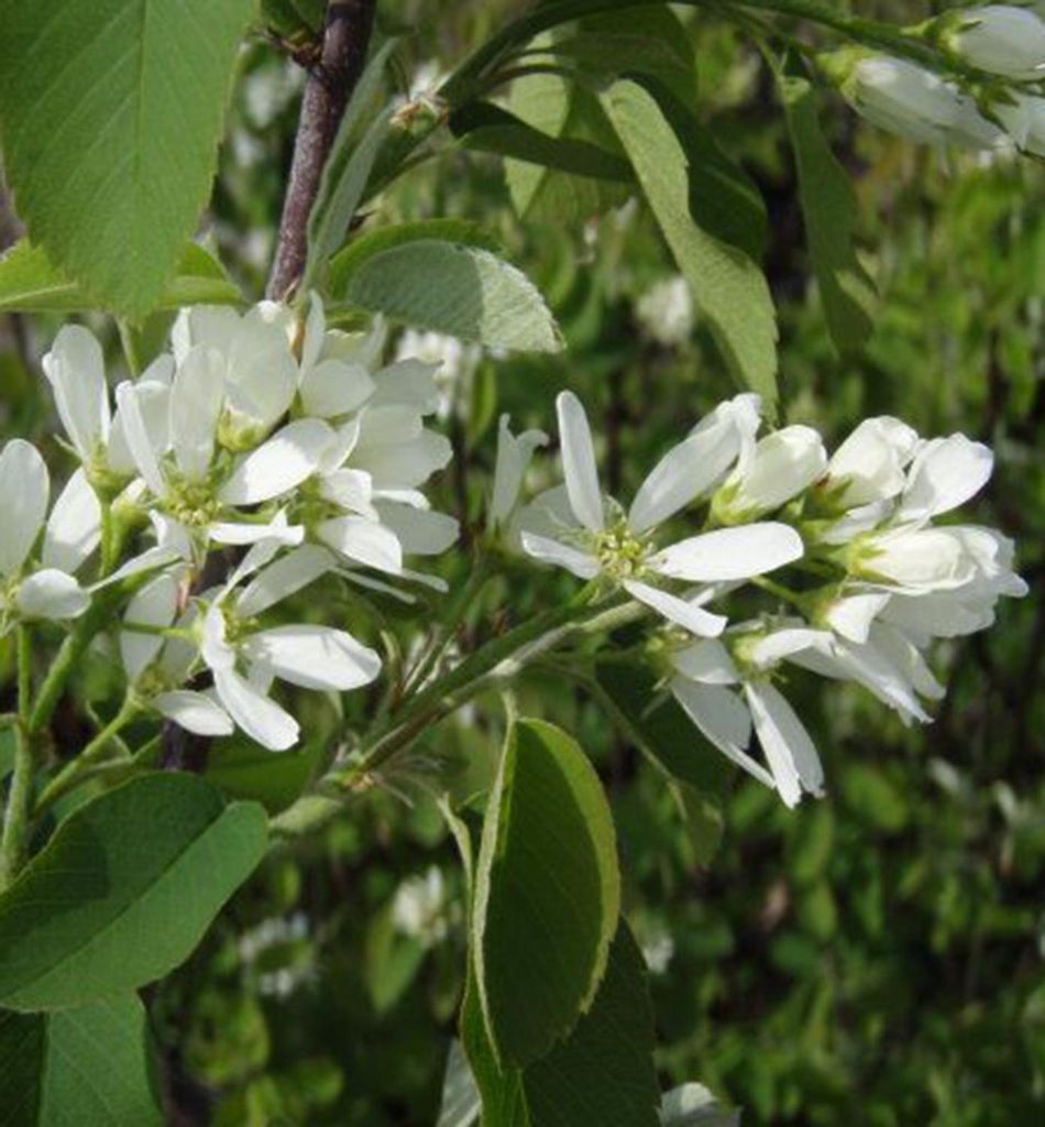 Erlenblättrige Felsenbirne ´MARTIN´ (Amelanchier) 30-40 cm, Produktbild 