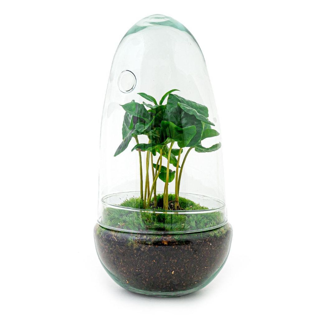 Urbanjngl Flaschengarten Egg Ficus Ginseng - 25 cm