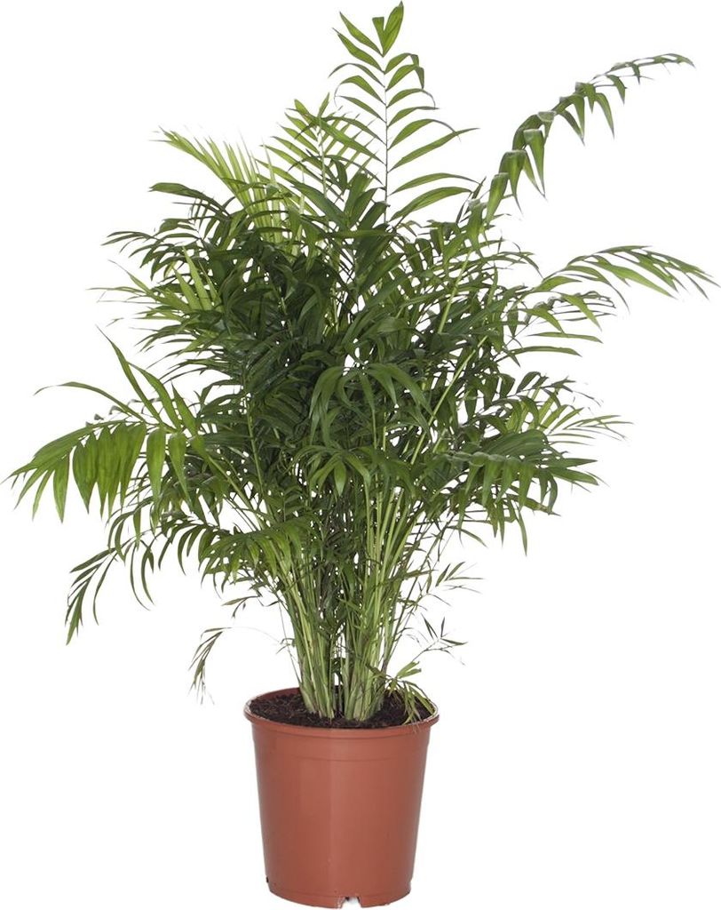 Bloomique - Chamaedorea Elegans - Palmier d'intérieur - Image du produit 