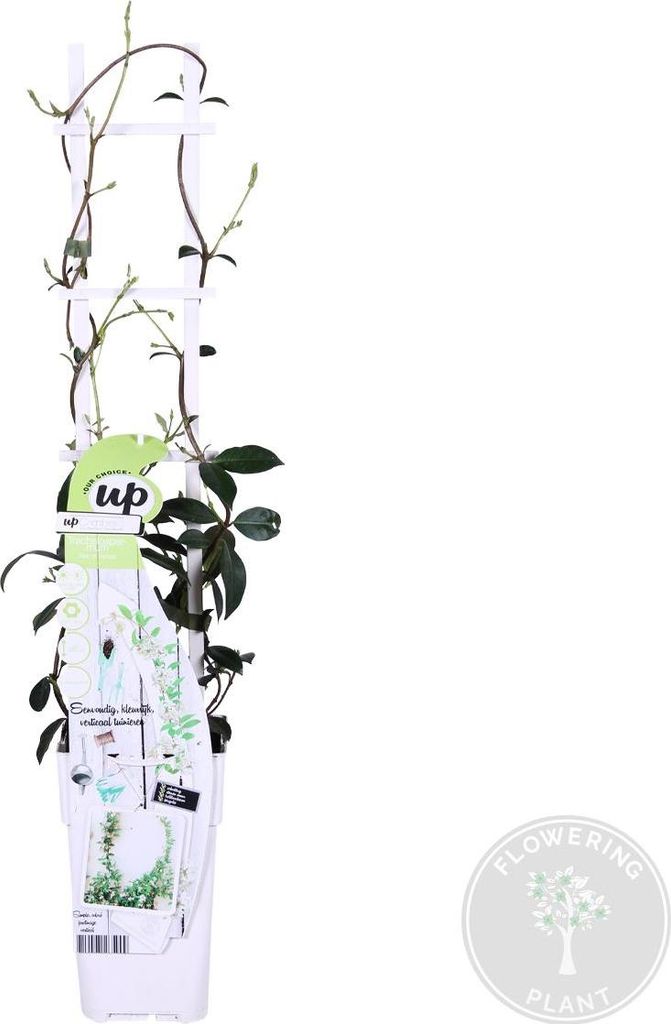 Bloomique - Trachelospermum jasminoides - Jasmin de Toscane Image du produit 