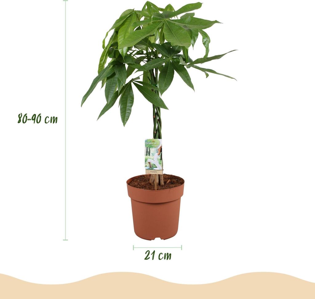 Green boutiQ - Zimmerpflanzen - Geflochtener Stamm Pachira