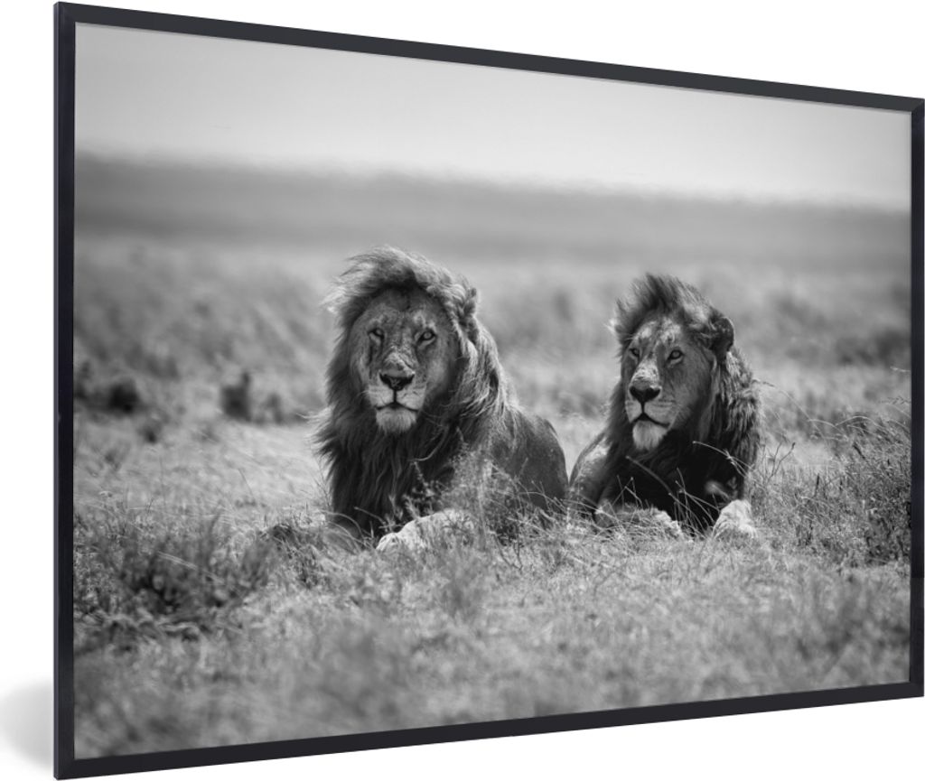 MuchoWow Gerahmtes Poster Löwen - Tiere - Savanne - Schwarz und weiß 90x60 cm - Poster mit Schwarzem Bilderrahmen Wandposter Rahmen Foto Bilder...