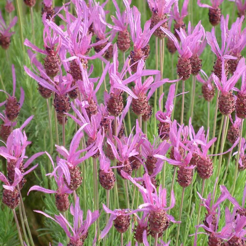 6 x Schopf Lavendel - Lavandula stoechas 'Pedunculata' | Topf 9cm x 9cm