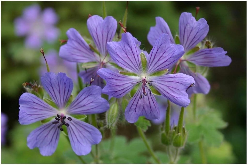 Stauden Gänge 1 x Geranium renardii 'Philippe Vapelle' - Kaukasus Storchschnabel - Blühfreudige Eleganz mit besonderem Laub - sehr Bienenfreundlich