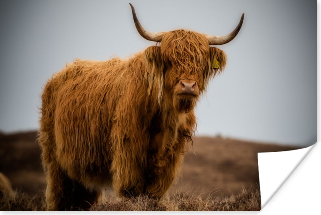 MuchoWow Poster Schottischer Highlander - Düne - Gras 30x20 cm - Plakate - Print