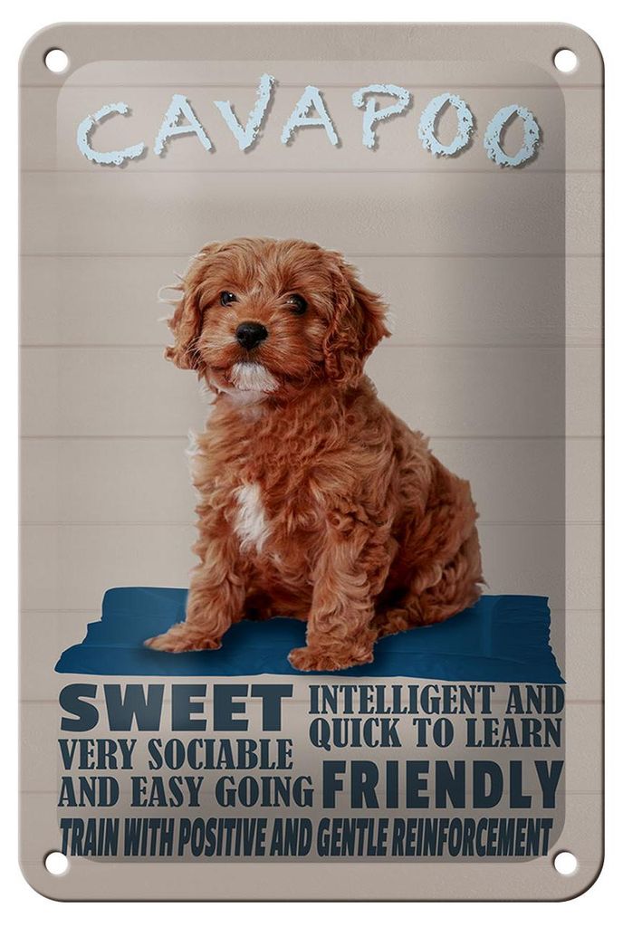 Blechschild Spruch 12x18cm Cavapoo Hund sweet friendly