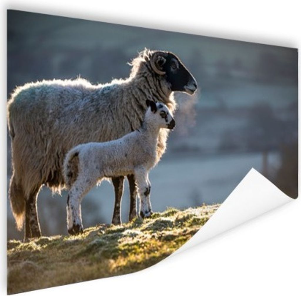 MuchoWow Poster Schaf - Lamm - Sonne 180x120 cm - Fotoplakat