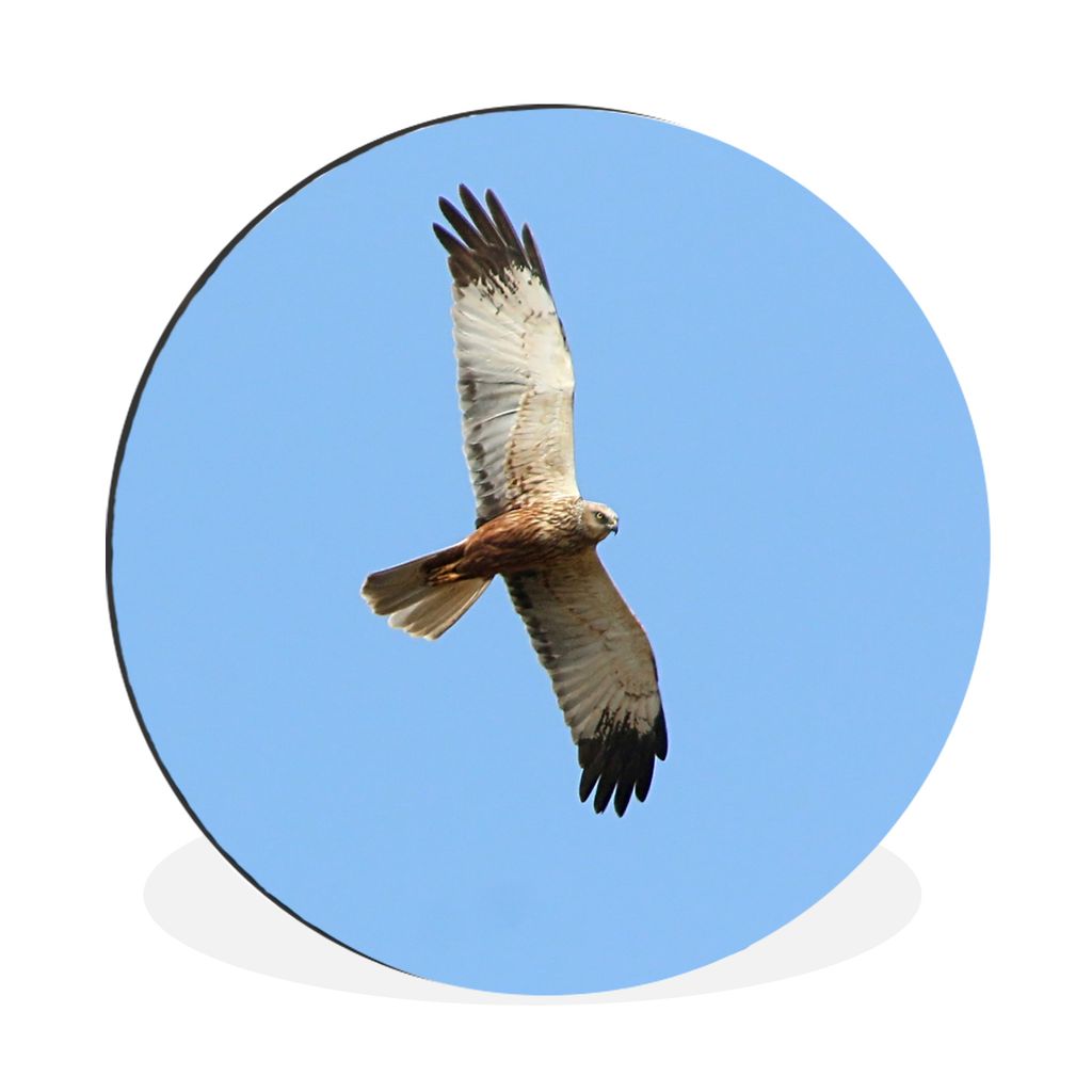 MuchoWow Aluminium Wandkreis Kornweihe - Blau - Vogel Ø 90 cm Wanddeko Modern Wohnzimmer - Mauerkreis - Wandbilder - Runde Bild - Bild aus Alumi...