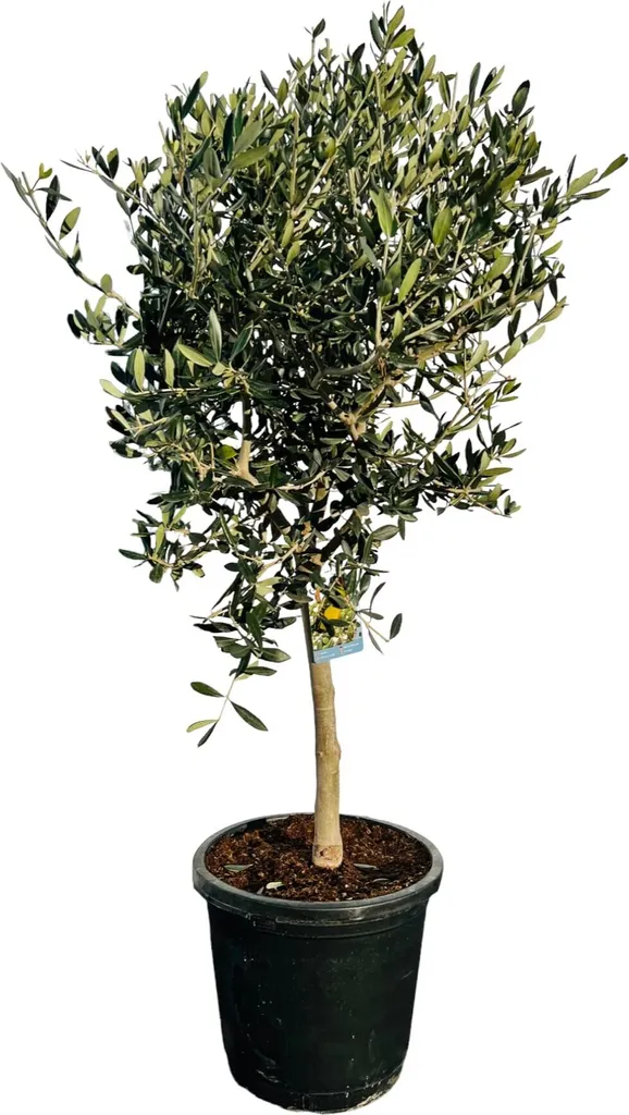Olivier de Jardin Olea Europaea - Arbre Fruitier Rustique de 100 cm