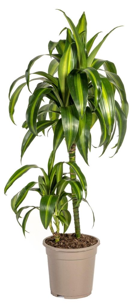 Drachenbaum Hawaiian Sunshine Ø19cm - ↕70 - 90cm Produktbild 