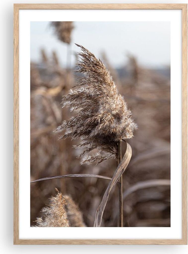 Gerahmtes Poster - Rahmen in heller Eiche - Boho Ähren Gras - 50x70 cm - Wand Bild - Wanddeko - Wandbilder - Kunstposter - Wandposter - Bilderrahm...