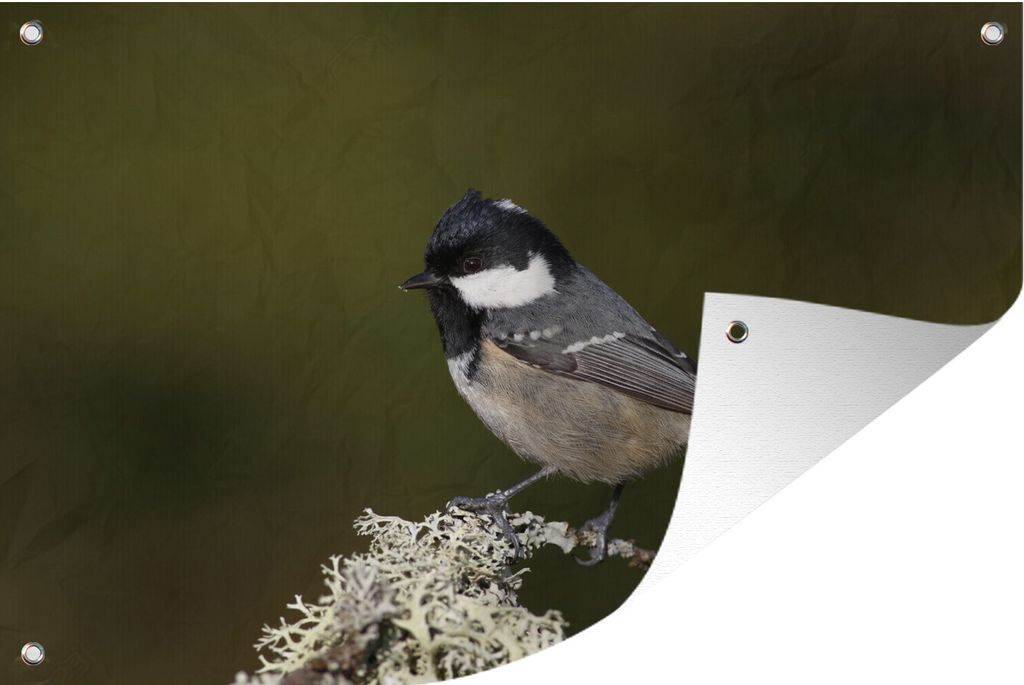 MuchoWow 60x40 cm Outdoor-Poster Gartendeko Sichtschutz Garten Poster für den Garten Ein Foto einer Kohlmeise, die auf einem moosbewachsenen As...
