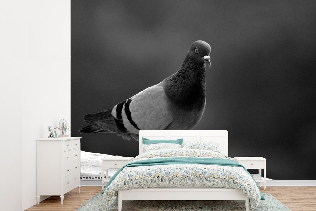 MuchoWow Fototapete für Wohnzimmer oder Schlafzimmer Wandtapete Vinyl Motivtapete Taube beim Spaziergang an einem sonnigen Nachmittag - schwarz ...