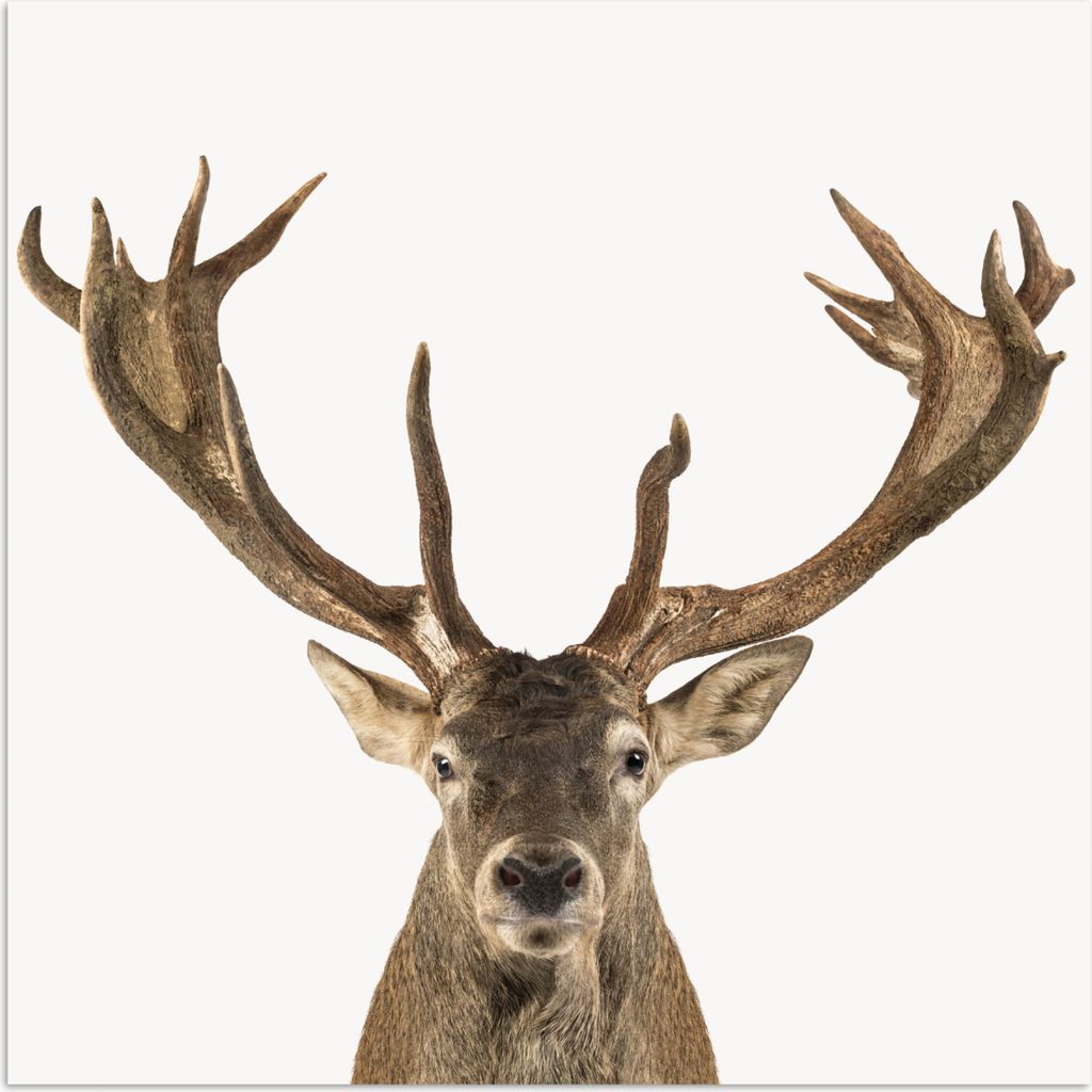 MuchoWow Poster Hirsche - Tiere - Geweihe - Kinder - Jungen 100x100 cm - Babyzimmer