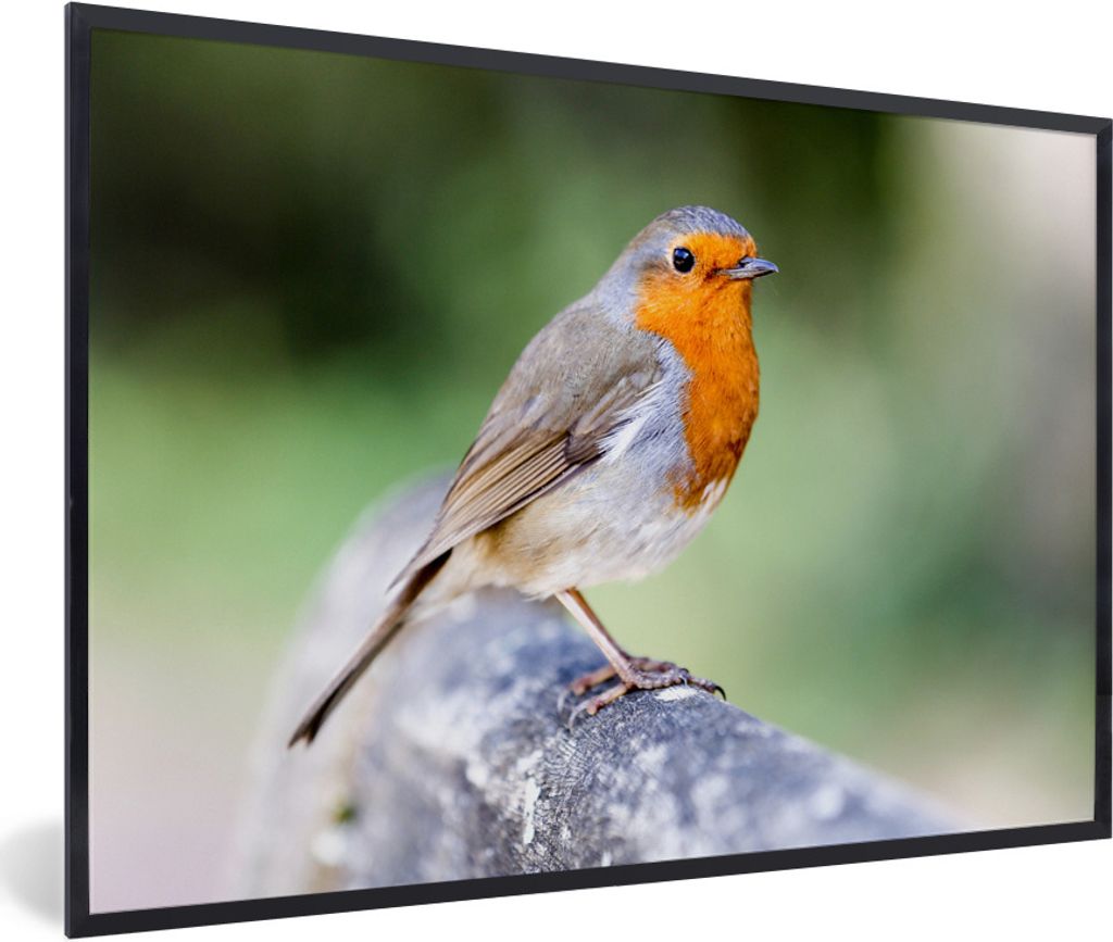 MuchoWow Gerahmtes Poster Rotkehlchen - Ast - Holz 90x60 cm - Poster mit Schwarzem Bilderrahmen Wandposter Rahmen Foto Bilder - Fotorahmen - Foto...