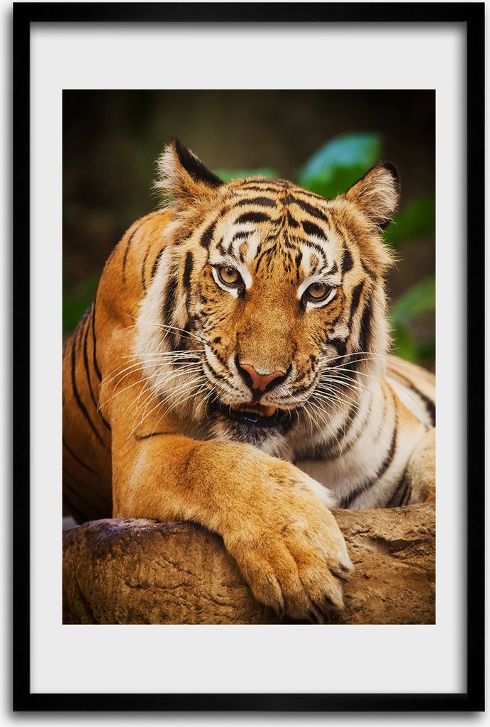 Bild - Bilderrahmen - 40 cm x 60 cm - MDF - Rahmen - Wandkunst - Bengalischer Tiger
