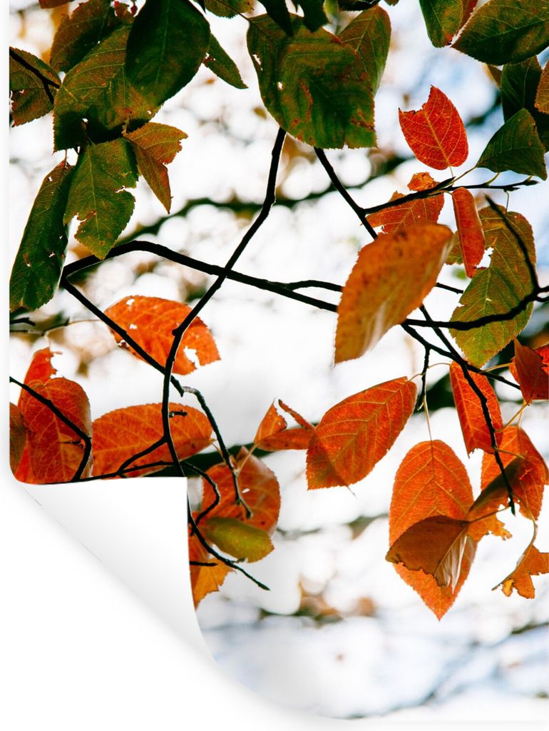 MuchoWow Wandtattoo Wandsticker Wandaufkleber Herbst - Blätter - Landleben - Jahreszeiten 120x160 cm Selbstklebend und Repositionierbar - Wierde...