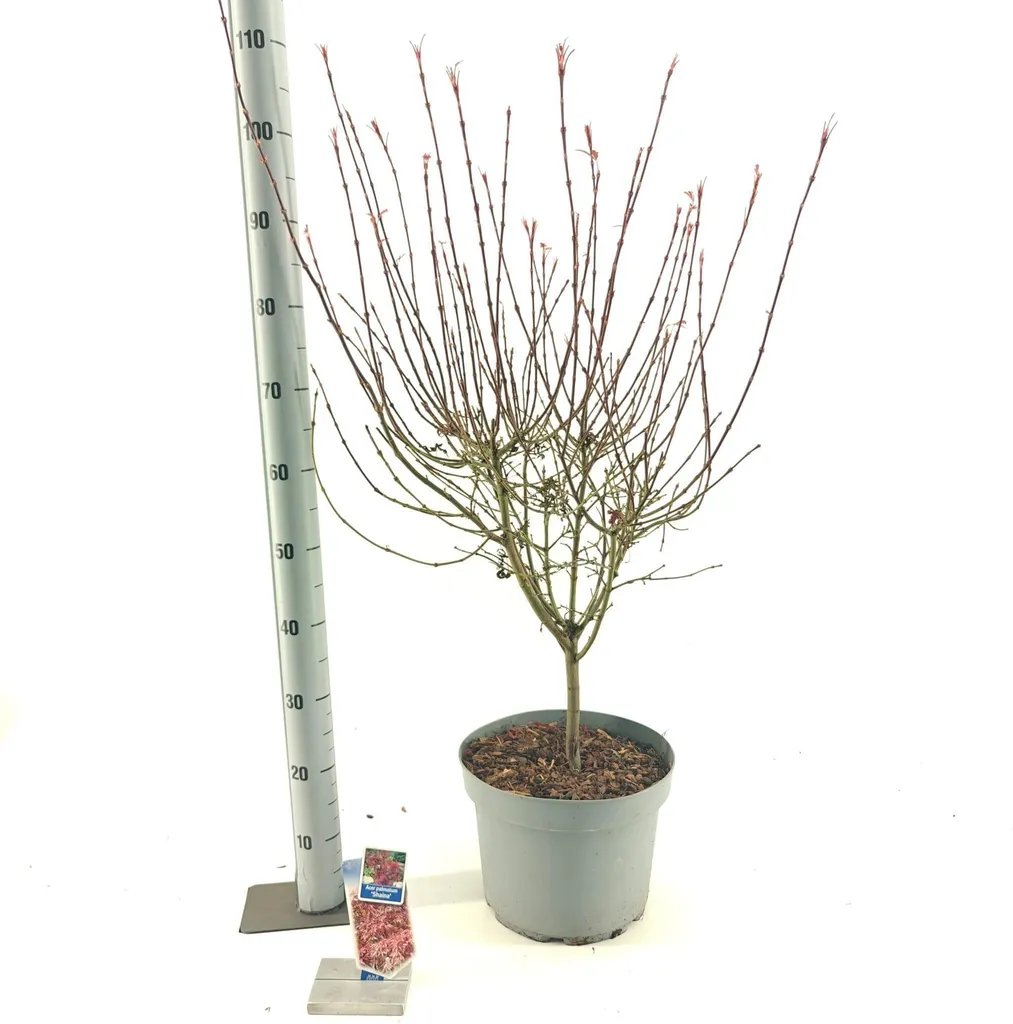 Acer Shaina rouge - Érable japonais compact 80-90 cm feuillage dense