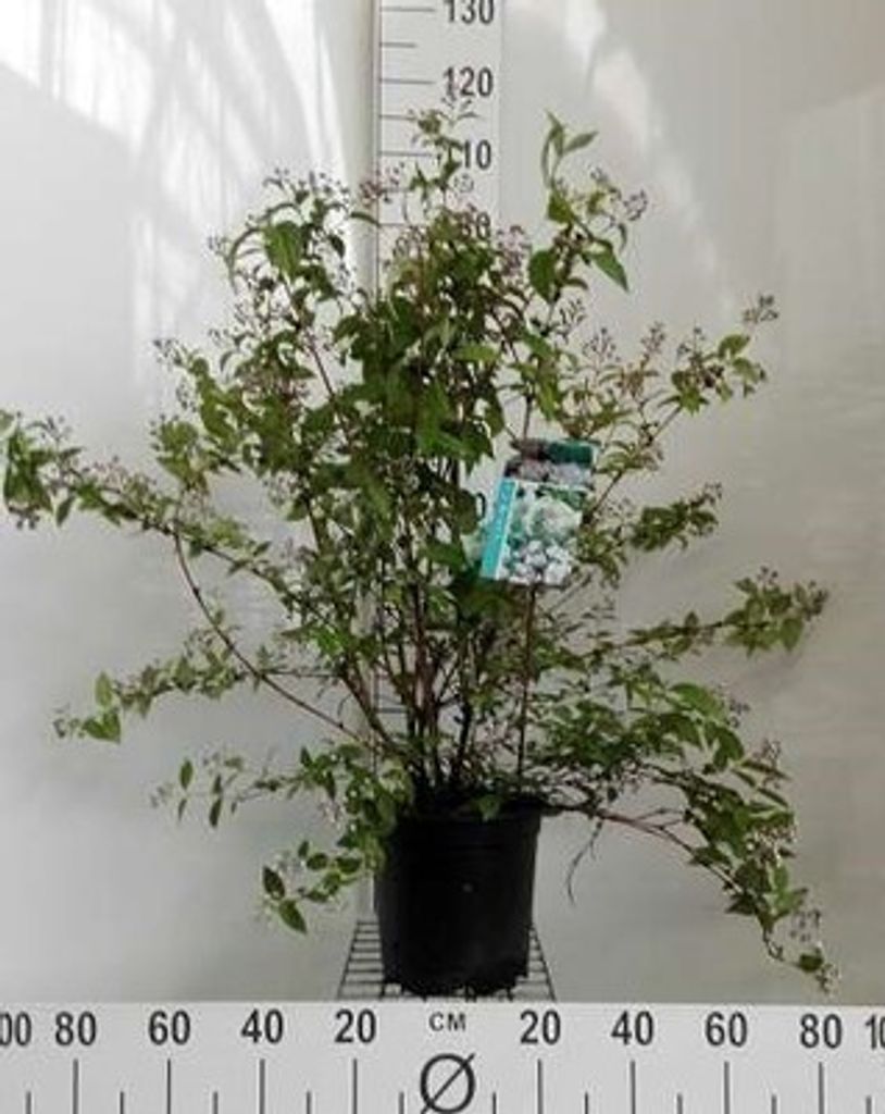 Deutzia hybr. 'Mont Rose' - Maiblumenstrauch 60- 80 cm Container