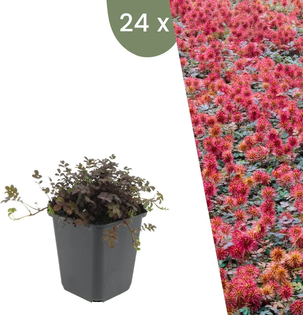 Stopper les Mauvaises Herbes sans Effort - 24 Couvre-Sol Acaena Rustique