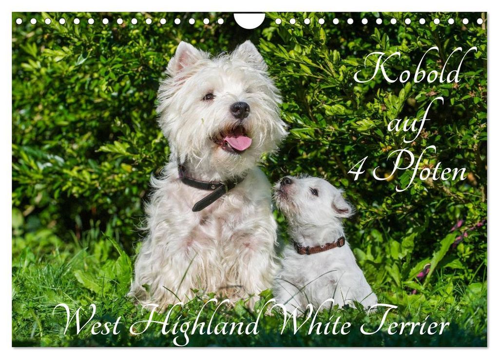 Kobold auf 4 Pfoten - West Highland White Terrier (Wandkalender 2027 DIN A4 quer), CALVENDO Monatskalender