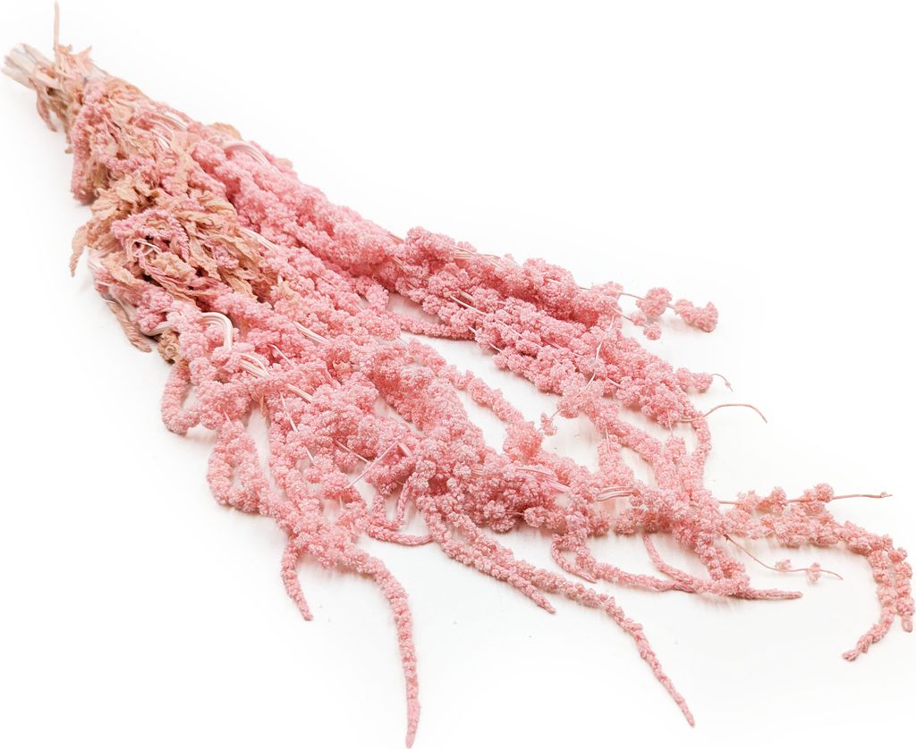 Stabilisiertes Amaranth - Amaranth - Rosa Produktbild 