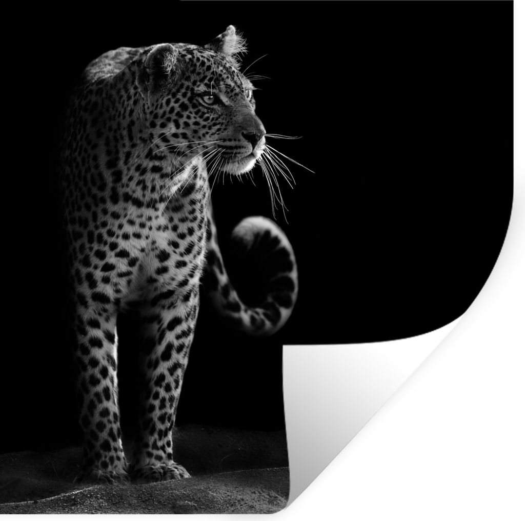 MuchoWow Wandtattoo Wandsticker Wandaufkleber Wildtiere - Leopard - Natur - Schwarz - Weiß 80x80 cm Selbstklebend und Repositionierbar - Wierder...