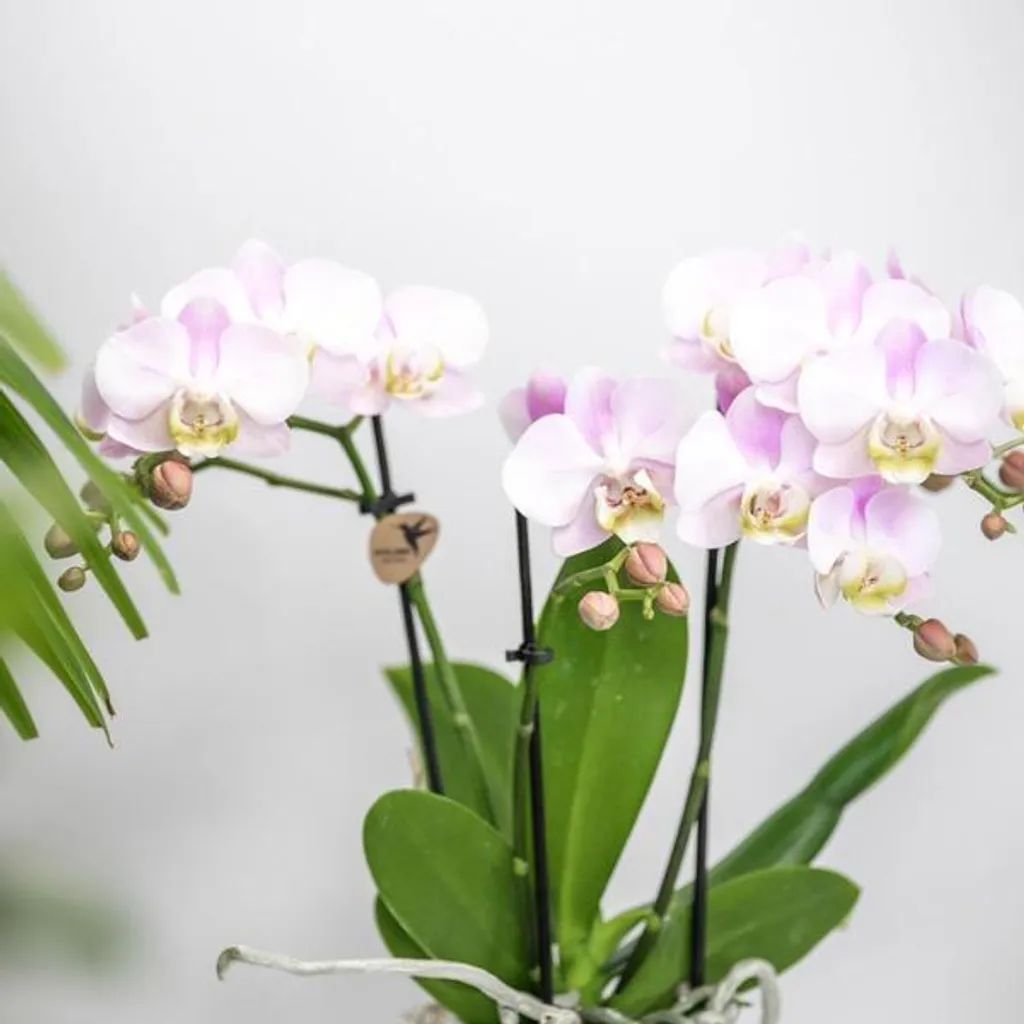 Composition de Plantes Intérieur Candy Pink Orchidée et Succulente - 3